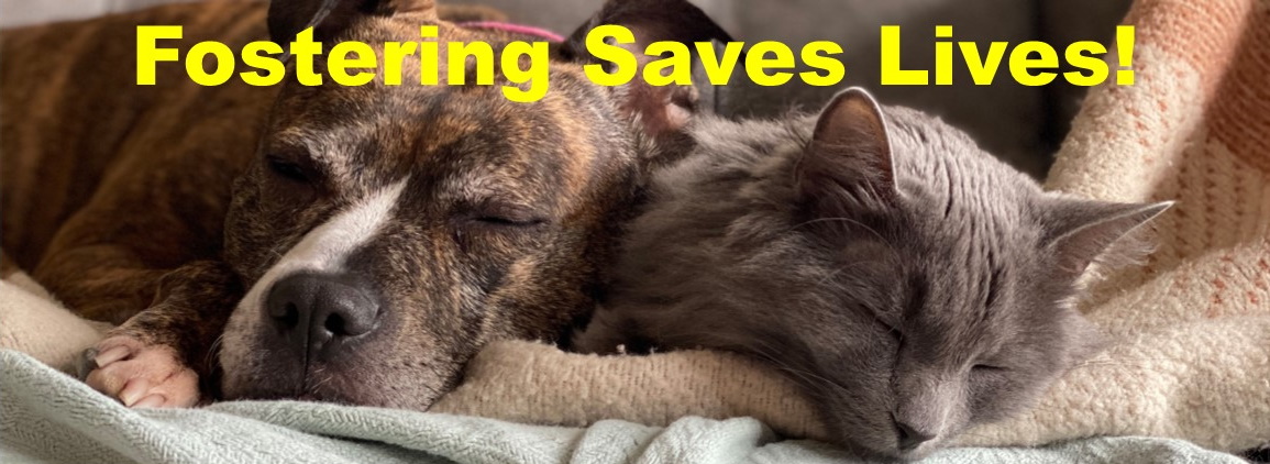 fostering saves lives - pic